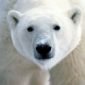 Arctic Gulls and Polar Bears Sensitive to Pollution