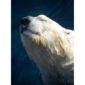 Arctic Ice Loss: Hybrid Animals and Extinction