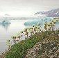 Arctic Plants Keep Pace With Global Warming-Induced Ice Melting