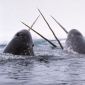Arctic Whales Measure the Ocean's Temperature