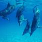 Are You Depressed? Try Dolphins