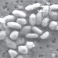Arsenic-Based Microbe Sparks Heated Debate