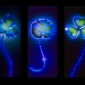 Artist Electrocutes Flowers, Brings Forth Stunning Patterns – Photo Gallery