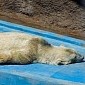 Arturo, the Polar Bear, Might Just Be the World's Saddest Animal