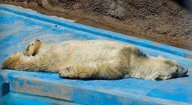 Arturo, the Polar Bear, Might Just Be the World's Saddest Animal