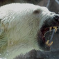 As Arctic Ice Melts, Polar Bears Become Cannibals