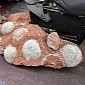 As Many as 43 Fossilized Dinosaur Eggs Unearthed in China