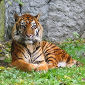 Asia Can Support Up to 10,000 Tigers