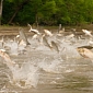Asian Carps Might Negatively Impact on US's Great Lakes Ecosystems