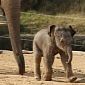 Asian Elephant Calf Born at Twycross Zoo in the UK