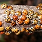 Asian Ladybirds Use Biological Weapon to Wipe Out European Competition