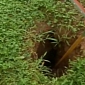 Atlanta Woman Has Small Sinkholes Appearing in Her Yard