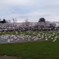 Attack of the Geese Video Is Hilariously Terrifying
