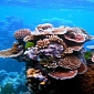 Australia Has Largest Marine Reserve