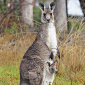 Australia Temporarily Halts Kangaroo Cull