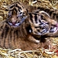 Australia Zoo Announces the Birth of Two Baby Sumatran Tigers