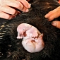 Australia Zoo Announces the Birth of a Baby Echidna