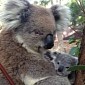 Australia's Taronga Zoo Now Home to an Adorable Koala Joey