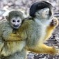 Australia's Taronga Zoo Welcomes Baby Squirrel Monkeys