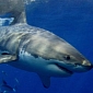 Australian High Officials Plan to Kill Sharks to Protect Beachgoers