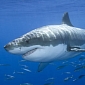 Australians Go in Search of a Killer Great White