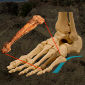 Australopithecus afarensis was Bipedal, Study Shows