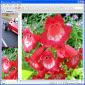 Automatically Create HTML Photo Albums with Image Thumbnailer and Converter Software