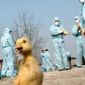 Avian Flu Used to Spread Virus