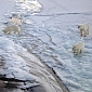 BBC Misleads Audience on Polar Bear Birth