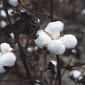 BCI Coalition Wants to Make Cotton More Sustainable