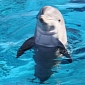 BP Deepwater Horizon Spill Gave Dolphins Lung Disease, Hormonal Problems