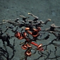 BP Oil Spill Severely Affected Deepwater Corals