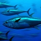 BP's Deepwater Horizon Oil Spill Gave Tuna Heart Attacks