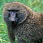 Baboon Shot Dead by Keeper at Knowsley Safari Park in Merseyside, England