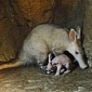 Baby Aardvark Is a Long Way from Being Crowned the Belle of the Ball