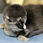 Baby African Penguin Born at Adventure Aquarium in New Jersey