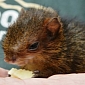Baby Agouti Is Being Hand-Raised by Staff at Zoo Krefeld in Germany