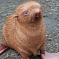 Baby Albino Seal Is Now an Orphan