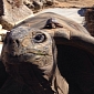 Baby Aldabra Giant Tortoises at Tulsa Zoo Are Incredibly Small