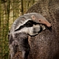 Baby Anteater Born at Cotswold Wildlife Park in the UK