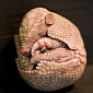 Baby Armadillo Looks like It Could Star in a New “Alien” Movie