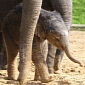 Baby Elephant at UK's Whipsnade Zoo Has an “Independent Streak”