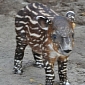 Baby Baird's Tapir Thriving at Palm Beach Zoo in the US