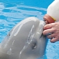 Baby Beluga Dies in Spite of Efforts to Save It