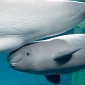 Baby Beluga Gets Its Gender Revealed