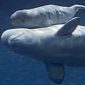 Baby Beluga Is Born in Chicago