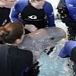 Adorable Baby Beluga Whale Born at Georgia Aquarium in Atlanta, US