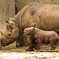 Baby Black Rhino Makes His Public Debut at Lincoln Park Zoo in Illinois