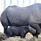 Baby Black Rhino Thriving at Zoo Miami in the US