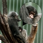 Baby Chimpanzee Born at Dallas Zoo in Texas, US